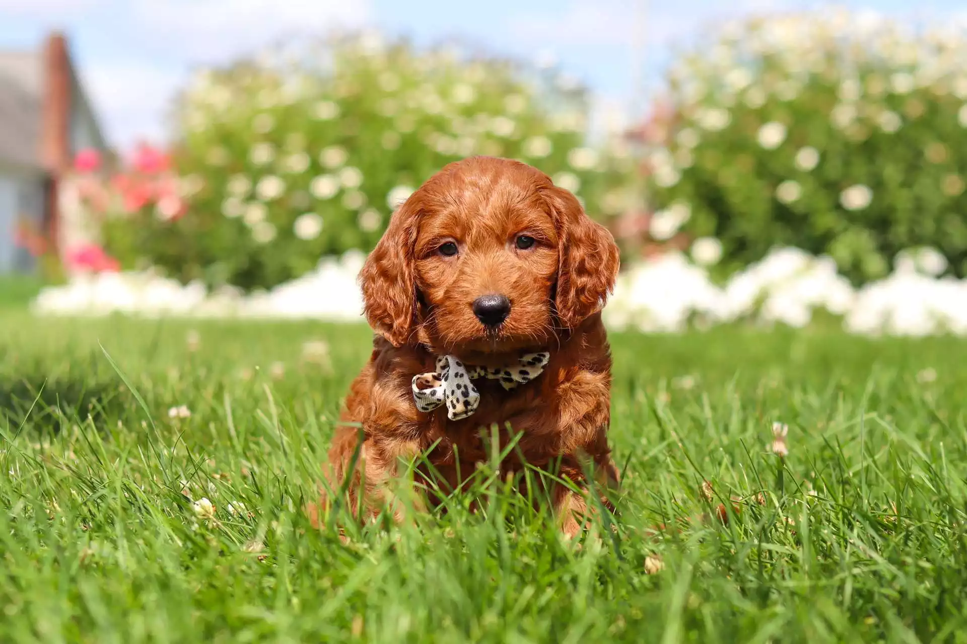 Puppy Image